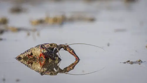 Italie sauvage : les prédateurs E04 Les prédateurs du Tibre