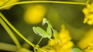 La mante religieuse, reine de la rivière asséchée