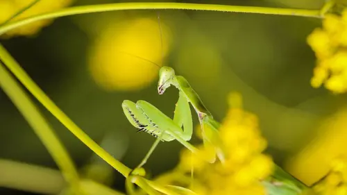 Épisodes de Italie sauvage : les prédateurs