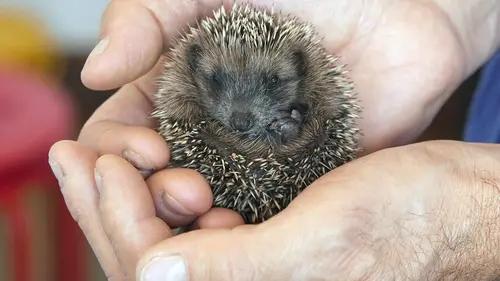 Italie, un refuge pour hérissons