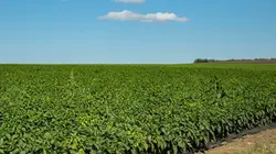 Itinéraires paysans