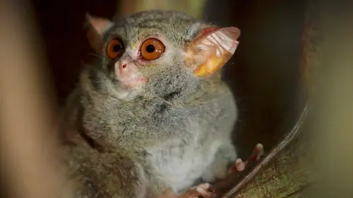 Itinéraires sauvages A Célèbes