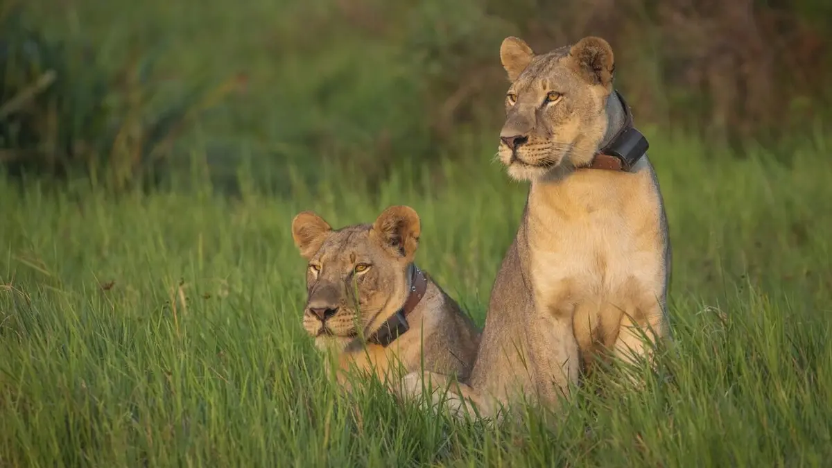 Ivan Carter : héros de la vie sauvage Preservinga Predator