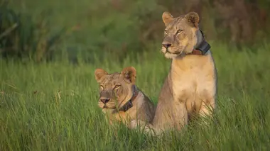 Preservinga Predator