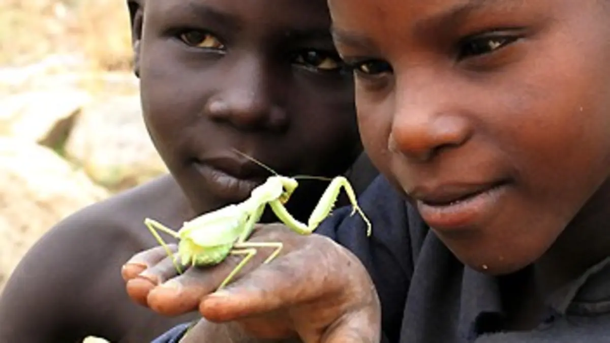 Jaglavak, prince des insectes