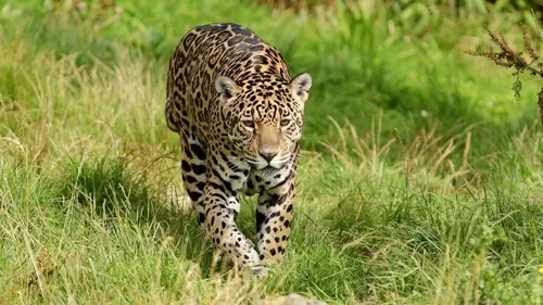 Jaguars en danger