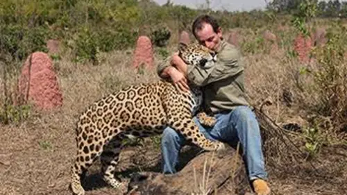 Jaguars, nés pour être libres