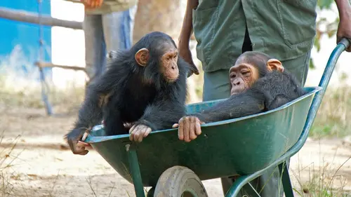 Jane Goodall au secours des chimpanzés du Congo