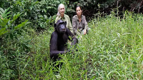 Jane Goodall au secours des chimpanzés du Congo