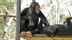 Jane Goodall au secours des chimpanzés du Congo