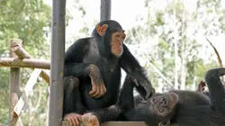 Jane Goodall au secours des chimpanzés du Congo