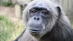 Jane Goodall et les chimpanzés de Tchimpounga  Sauver les orphelins