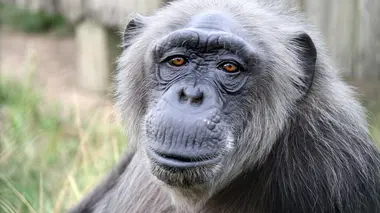 Sauver les orphelins