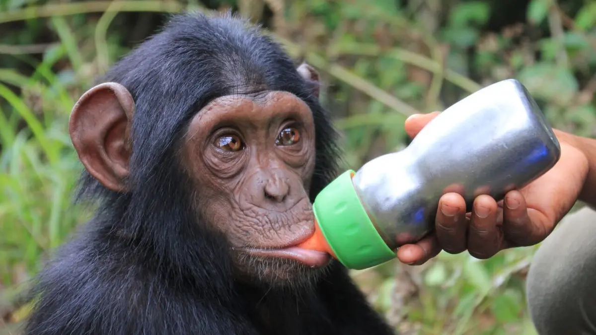 Jane Goodall et les chimpanzés de Tchimpounga Le sanctuaire s'agrandit