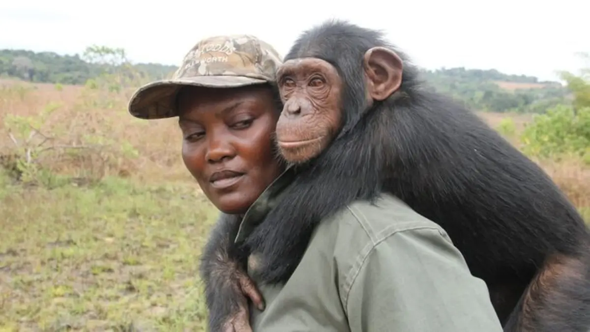 Jane Goodall et les chimpanzés de Tchimpounga