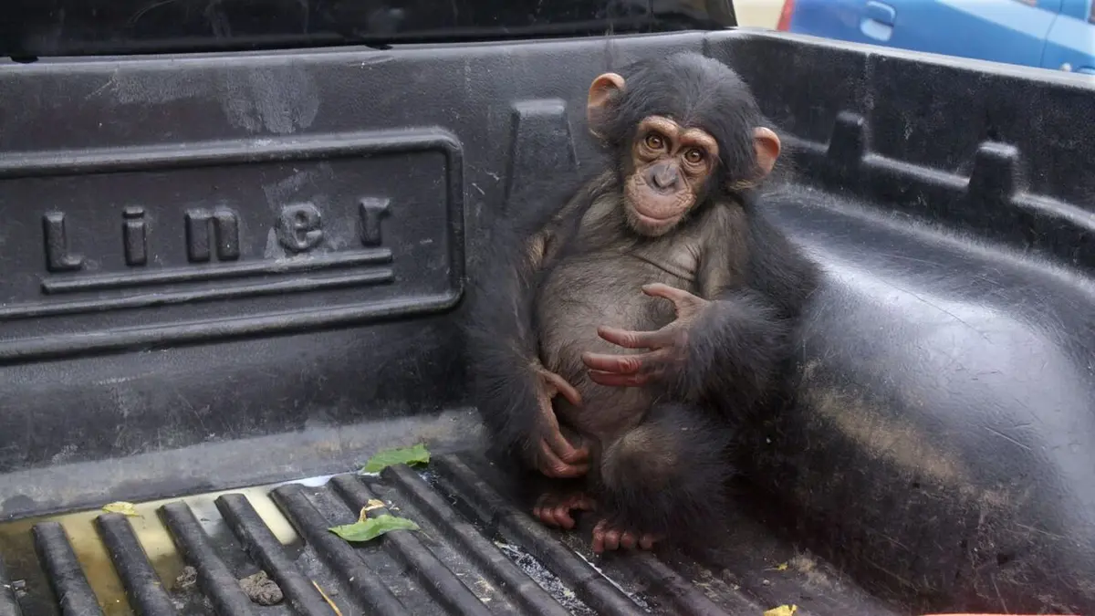 Jane Goodall et les chimpanzés de Tchimpounga Un nouveau départ