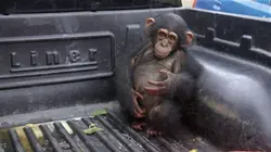 Visuel de Jane Goodall et les chimpanzés de Tchimpounga