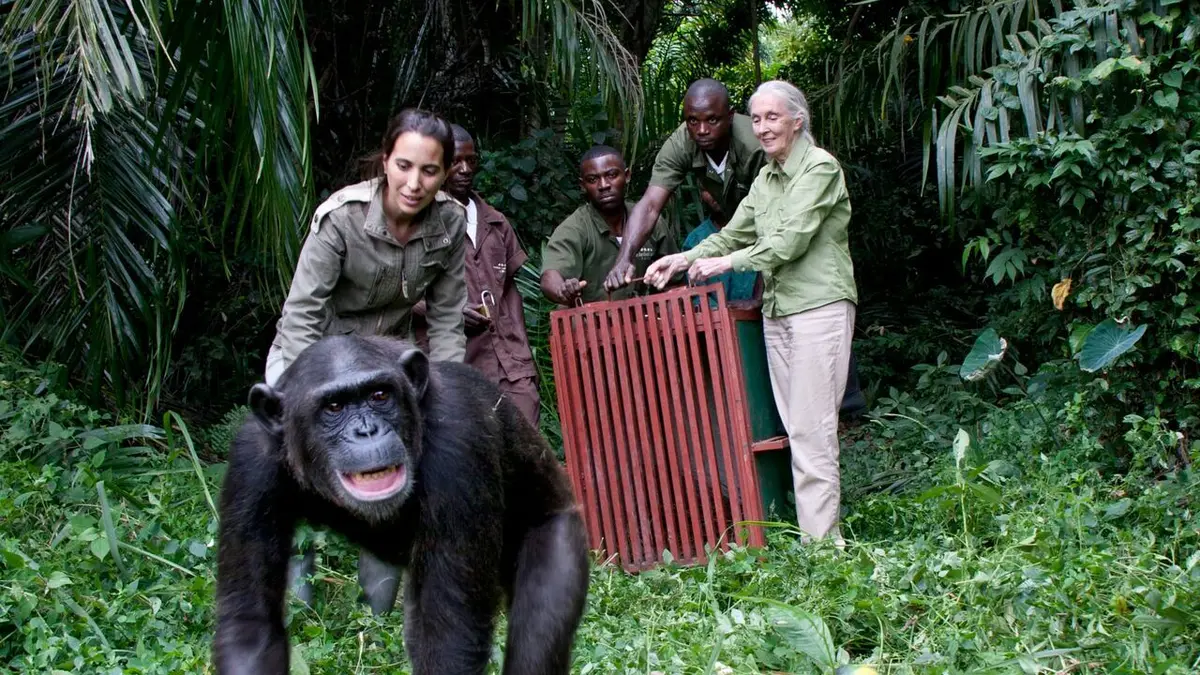 Jane Goodall et les chimpanzés de Tchimpounga En route pour la vie sauvage