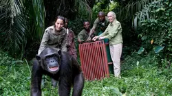 Visuel de Jane Goodall et les chimpanzés de Tchimpounga