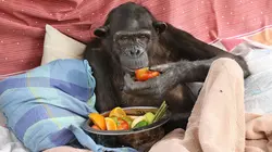 Jane Goodall et les chimpanzés de Tchimpounga