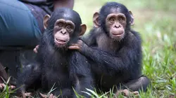 Jane Goodall et les chimpanzés de Tchimpounga