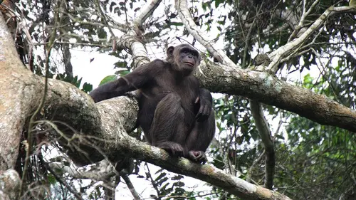 Jane Goodall et les chimpanzés de Tchimpounga