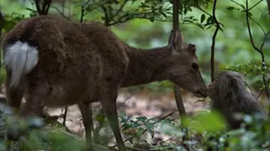 Les îles du sud-ouest