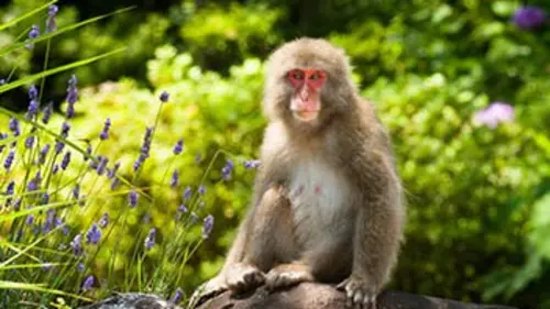 Japon, au coeur de la nature