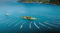 Japon, aux racines du soleil