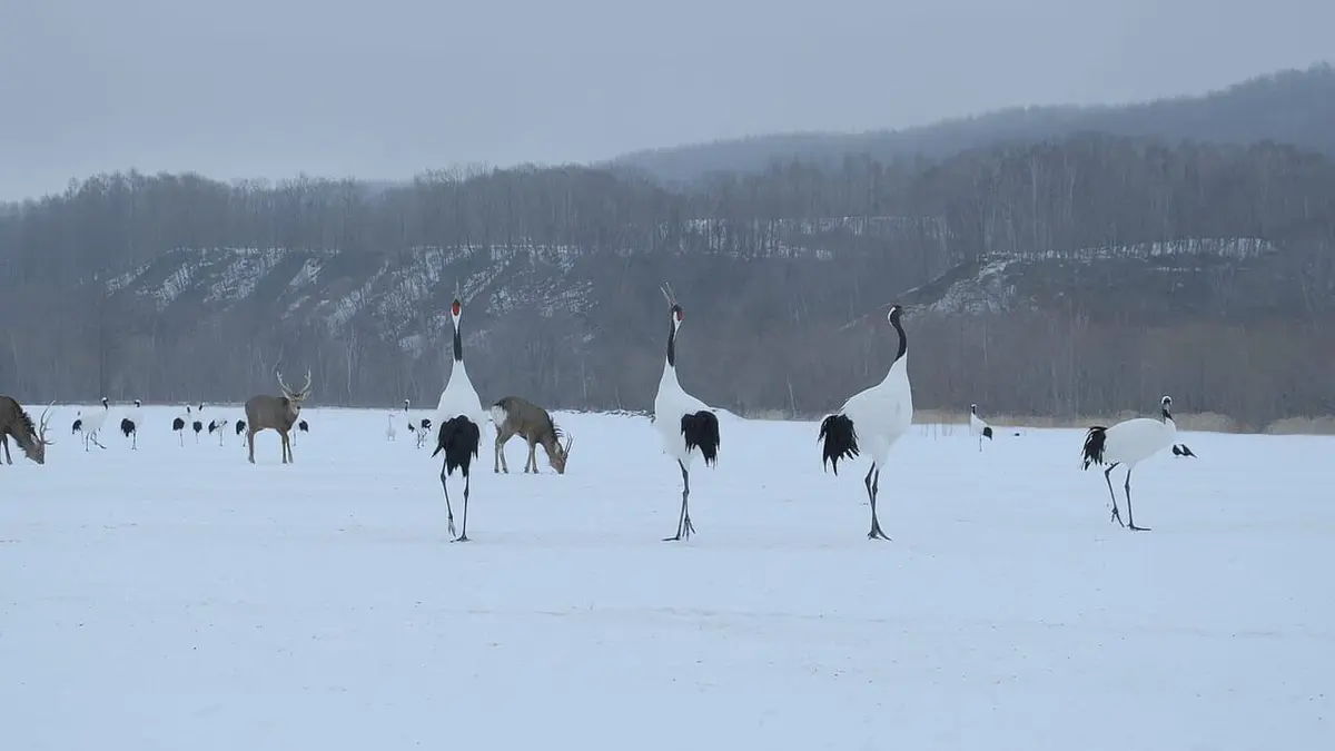 Japon, aux racines du soleil