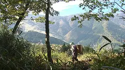 Visuel de Japon, la forêt éternelle