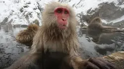 Visuel de Japon sauvage