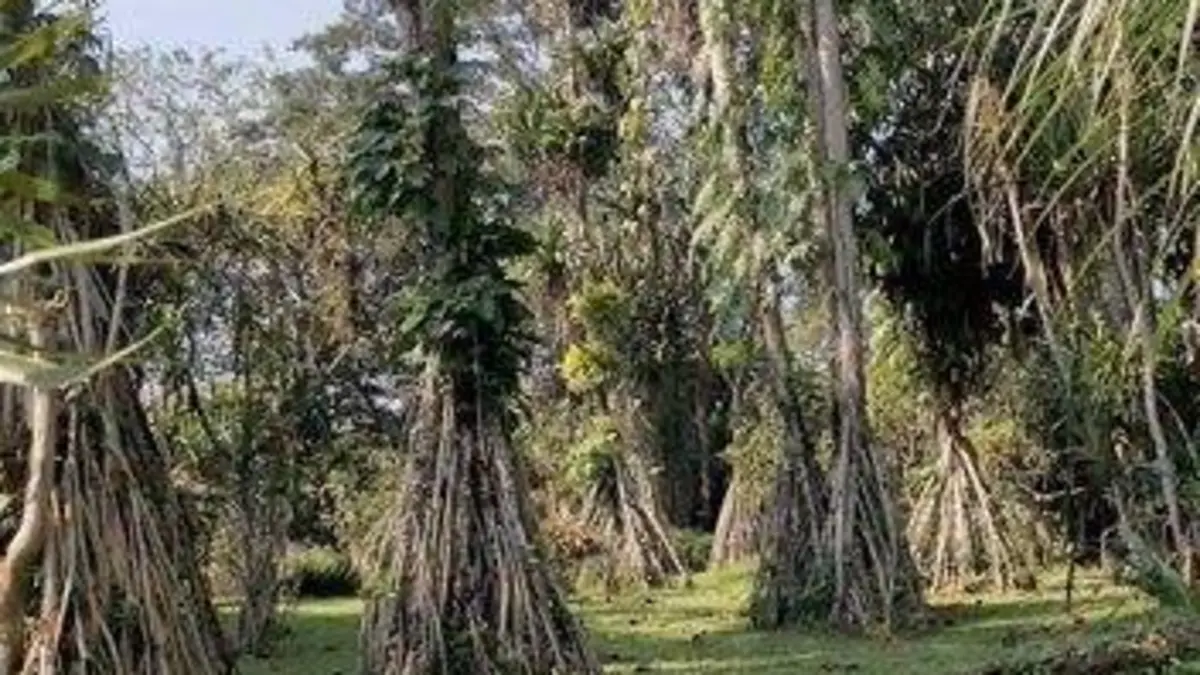 Jardin D'ici Et D'ailleurs