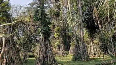 Quinta do Palheiro (Madère, Portugal)