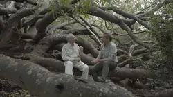 Jardins d'ici et d'ailleurs S03E20 Kirstenbosch