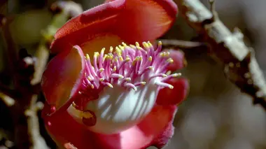 Jardin botanique de Rio