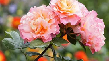 Faire des compositions avec les fleurs de son jardin