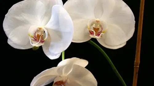 Jardins de saison Des orchidées made in Bretagne