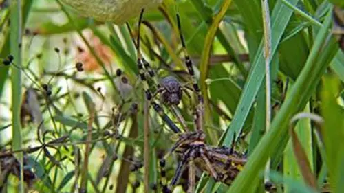 Jardins domestiques, vie sauvage