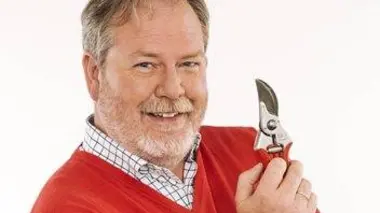 De belles potées de chrysanthèmes