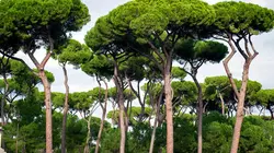 Jardins XXL Transplantation à hauts risques