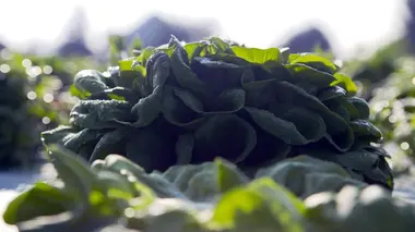 Je mange, donc je suis