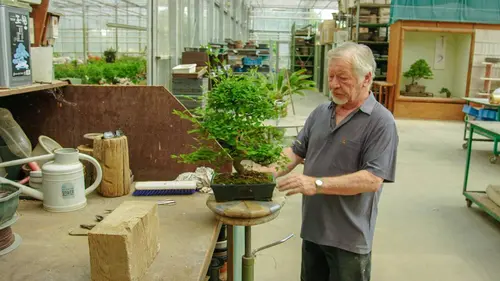 Je voudrais devenir... Pépiniériste de bonsaï