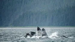 Jeremy Wade : mystères des profondeurs L'expédition Franklin