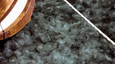 La découverte du trésor englouti