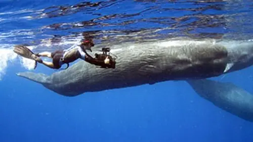 Jimmy et le souffle des cachalots