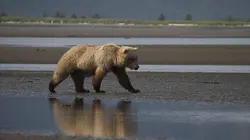 Johnny Kingdom et l'ours d'Alaska