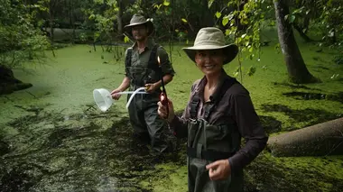 Les fantômes du marais