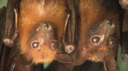 Josh Gates aux frontières du réel La forêt du diable en streaming