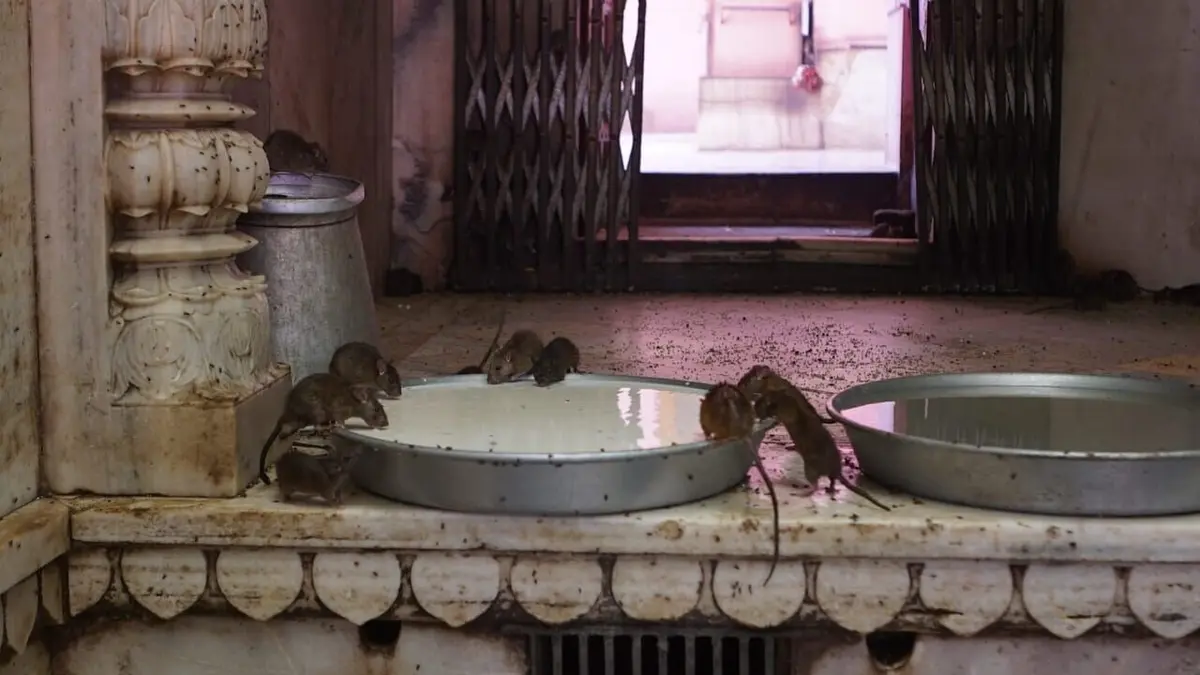 Josh Gates et les lieux de légende Parmi les pirates et les rats